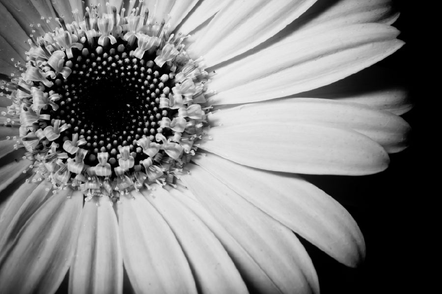 Sunflower Closeup B&W View Photograph Home Decor Premium Quality Poster Print Choose Your Sizes