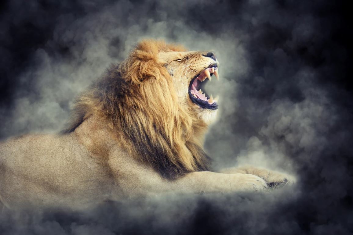 Lion Roaring Portrait Photograph Home Decor Premium Quality Poster Print Choose Your Sizes