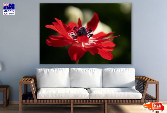 Red Anemone Flower Closeup Photograph Print 100% Australian Made