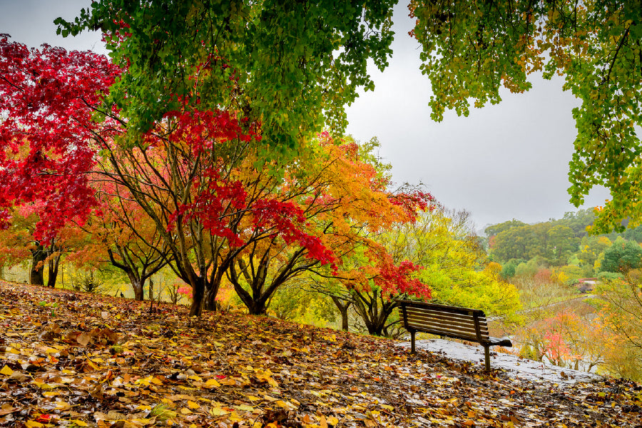 Autumn Garden with Wooden Chair Photograph Print 100% Australian Made