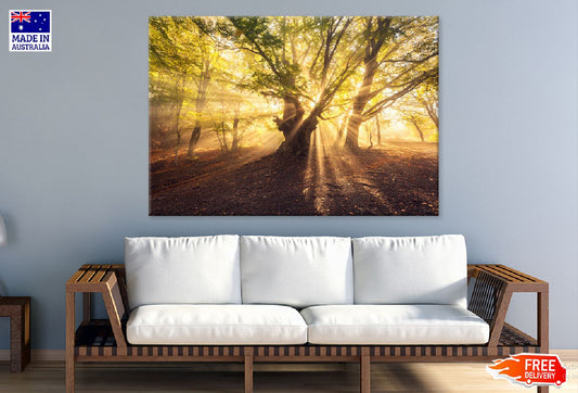 Old Tree with Sun Rays Scenery Photograph Print 100% Australian Made