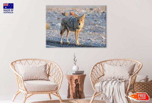 Coyote in Landscape View Photograph Print 100% Australian Made