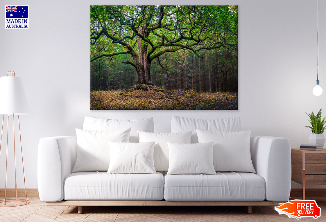 Trees & Forest View Photograph Print 100% Australian Made