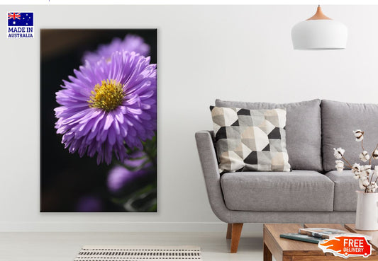 Purple Aster Flower Closeup Photograph Print 100% Australian Made