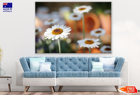White Daisy Flower Closeup Photograph Print 100% Australian Made