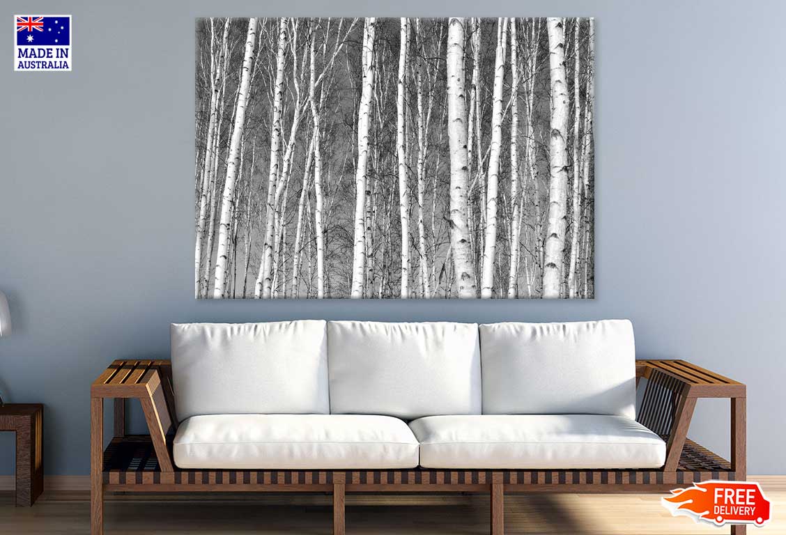 Tree Trunks in Forest B&W View Photograph Print 100% Australian Made