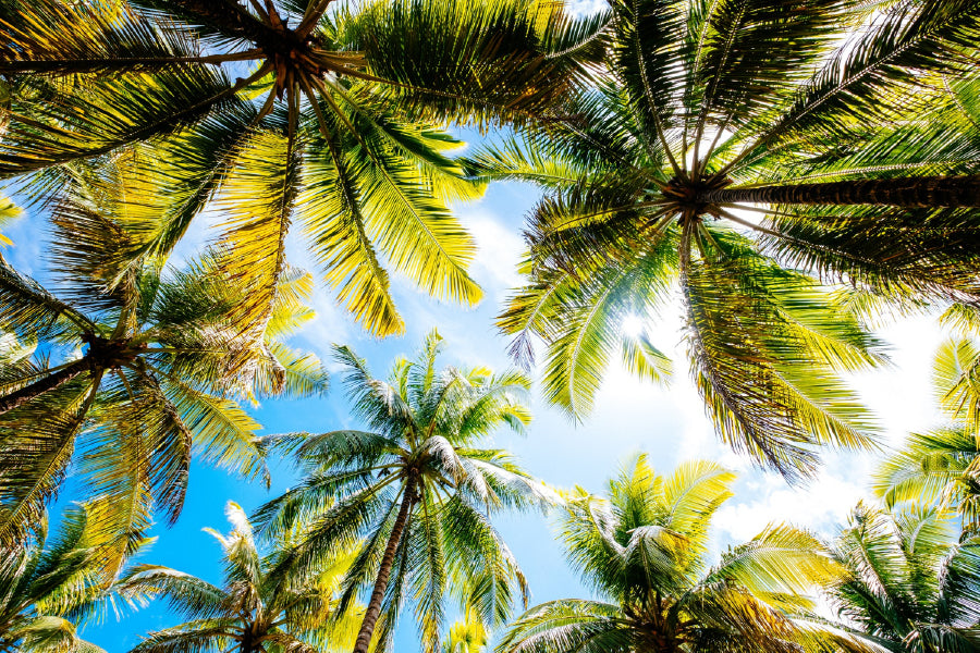 Palm Trees Bottom View & Blue Sky View Photograph Home Decor Premium Quality Poster Print Choose Your Sizes