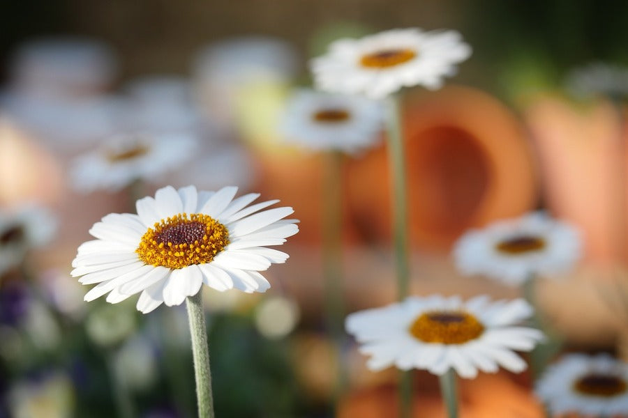 White Daisy Flower Closeup Photograph Print 100% Australian Made