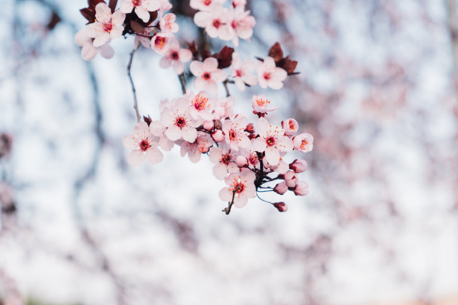 White Pink Blossom Flowers View Photograph Print 100% Australian Made
