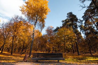 Bench in the Autumn Park View Photograph Print 100% Australian Made