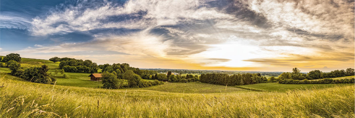 Panoramic Canvas Trees on Grass Field Photograph High Quality 100% Australian Made Wall Canvas Print Ready to Hang