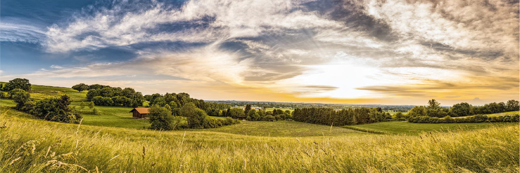 Panoramic Canvas Trees on Grass Field Photograph High Quality 100% Australian Made Wall Canvas Print Ready to Hang