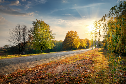 Trees & Road Sunset Sky View Print 100% Australian Made