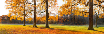 Panoramic Canvas Autumn Trees Field View Photograph High Quality 100% Australian Made Wall Canvas Print Ready to Hang