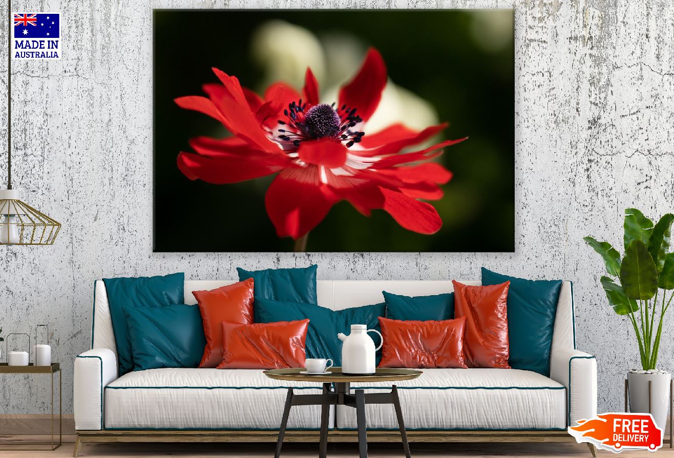 Red Anemone Flower Closeup Photograph Print 100% Australian Made