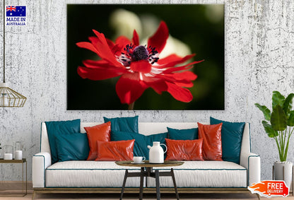 Red Anemone Flower Closeup Photograph Print 100% Australian Made