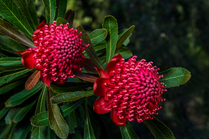 Red Waratah Flowers Closeup View Photograph Print 100% Australian Made