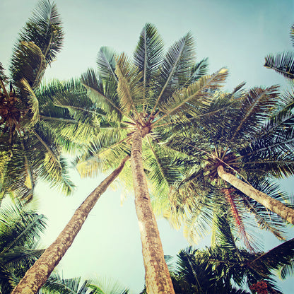 Square Canvas Palm Trees View From Below Photograph High Quality Print 100% Australian Made