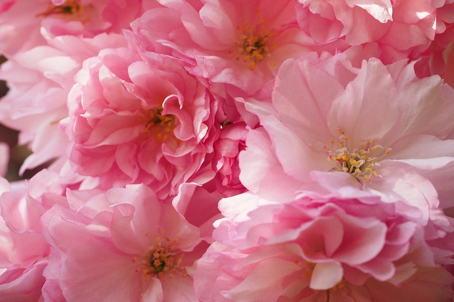 Cherry Blossom Flower Closeup Photograph Print 100% Australian Made