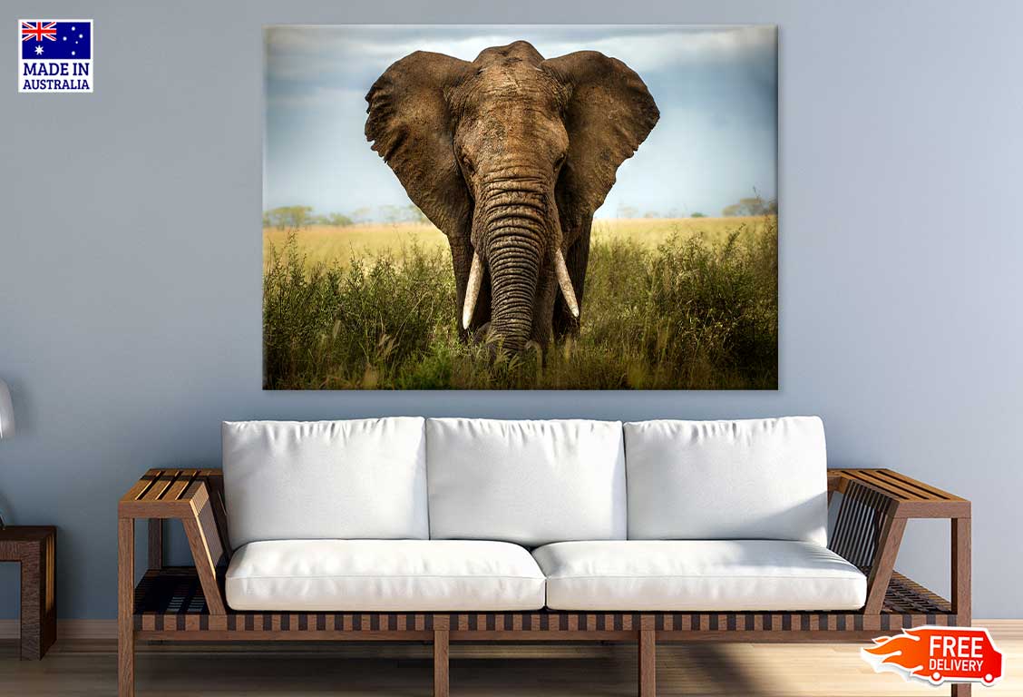 Wild Elephant Closeup Photograph Print 100% Australian Made