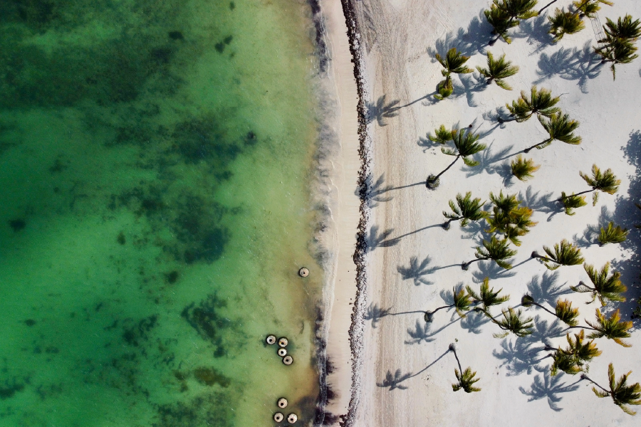 Plam Trees On Beach & Sea Aerial View Photograph Print 100% Australian Made