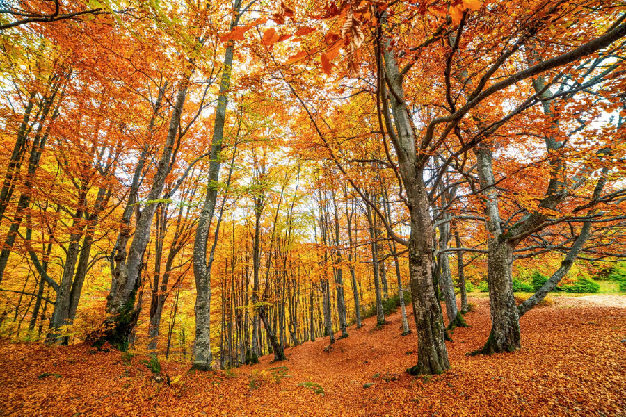 Orange Autumn Forest View Photograph Home Decor Premium Quality Poster Print Choose Your Sizes