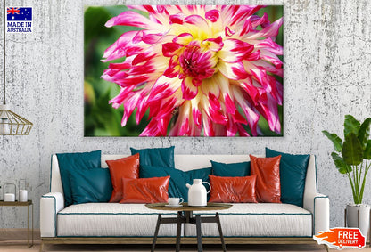 White Pink Dahlia Flowers Closeup Photograph Print 100% Australian Made