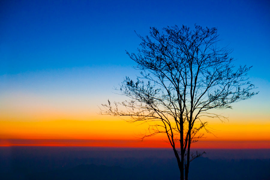 Dead Tree at Sunset Photograph Phu Kradueng Print 100% Australian Made