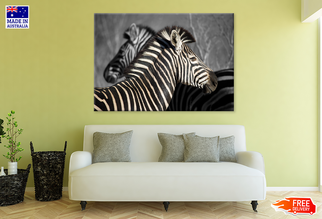 B&W Zebra in Forest View Photograph Print 100% Australian Made