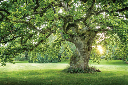 Old Big Green Tree on Garden View Photograph Home Decor Premium Quality Poster Print Choose Your Sizes