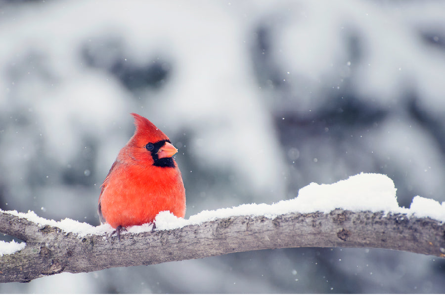 Red Cardinal Bird on Snow Tree Photograph Print 100% Australian Made