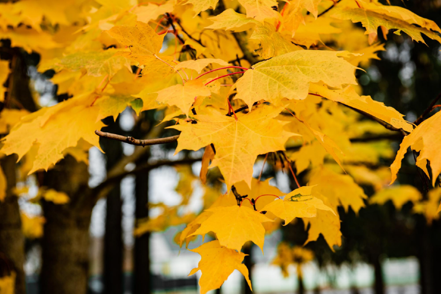 Autumn Leaves Close Up Photograph Home Decor Premium Quality Poster Print Choose Your Sizes