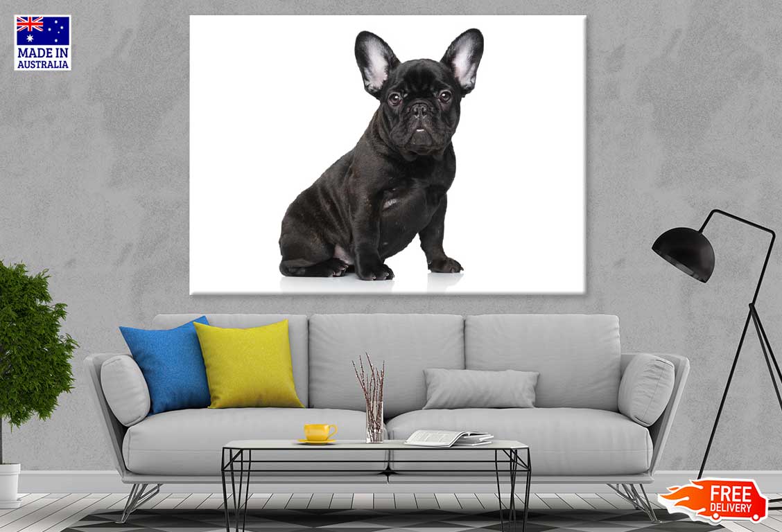 Black Dog Closeup View Photograph Print 100% Australian Made