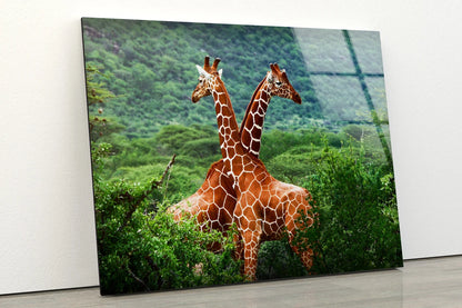 Giraffes in Forest Photograph Acrylic Glass Print Tempered Glass Wall Art 100% Made in Australia Ready to Hang