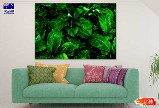 Green Tropical Leaves Plant View Photograph Print 100% Australian Made