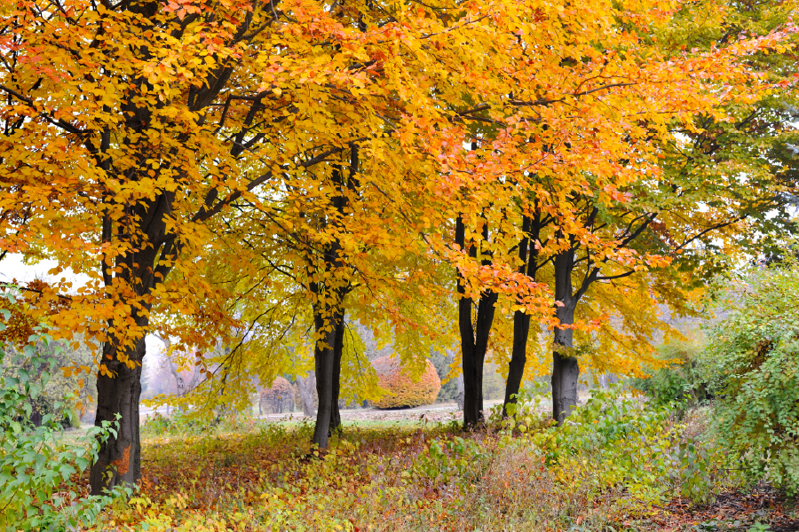 Autumn Trees & Road View Print 100% Australian Made