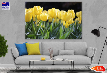 Yellow Tulip Flowers Closeup Photograph Print 100% Australian Made