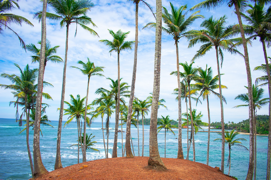 Coconut Tree Hill in Sri Lanka Photograph Print 100% Australian Made