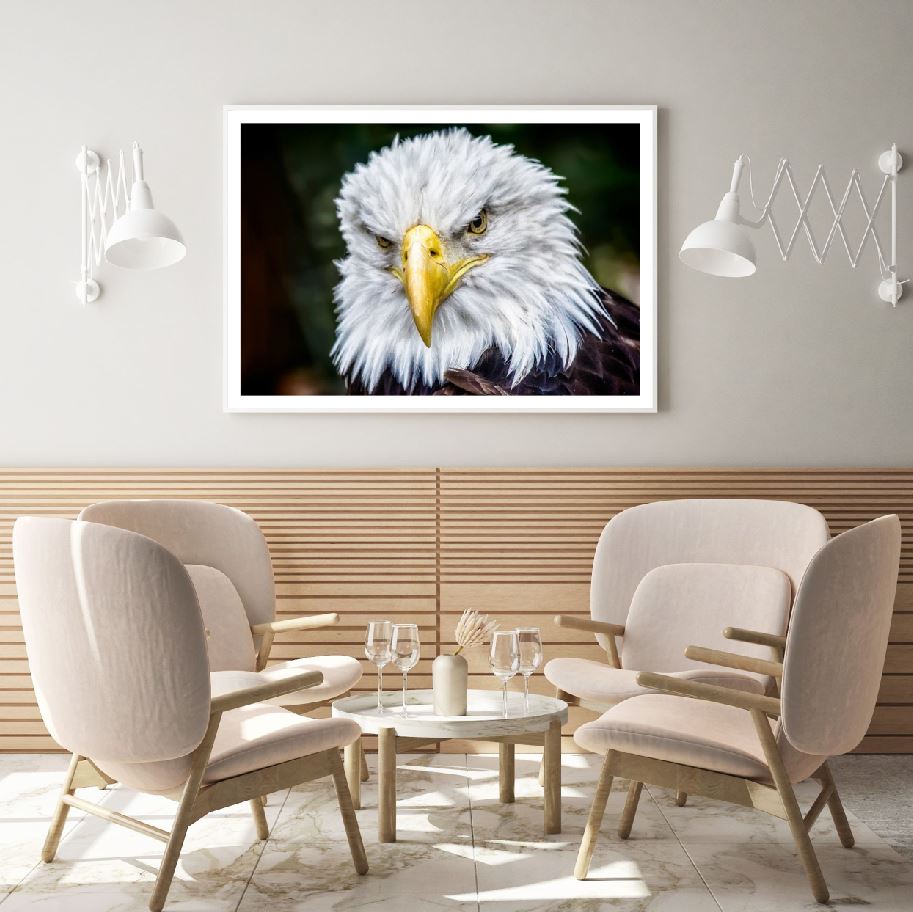 Eagle Face Portrait Photograph Home Decor Premium Quality Poster Print Choose Your Sizes