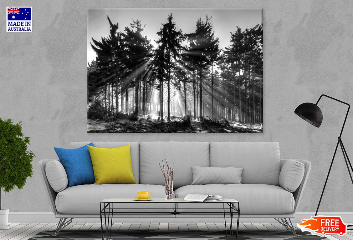 Forest Tree Sunrise B&W Scenery Photograph Print 100% Australian Made