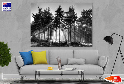 Forest Tree Sunrise B&W Scenery Photograph Print 100% Australian Made