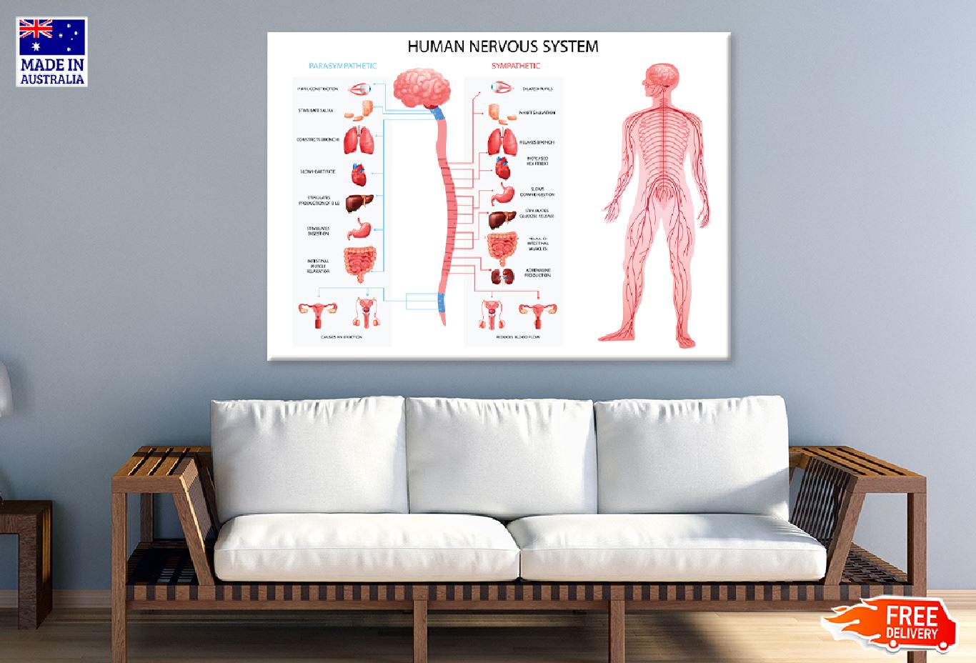 Human Body Nervous System Vector Art Print 100% Australian Made