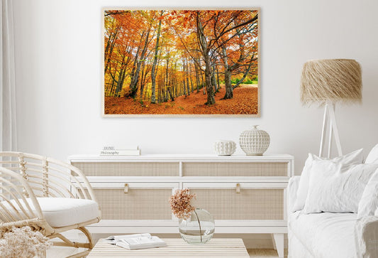 Orange Autumn Forest View Photograph Home Decor Premium Quality Poster Print Choose Your Sizes