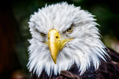 Eagle Face Portrait Photograph Home Decor Premium Quality Poster Print Choose Your Sizes