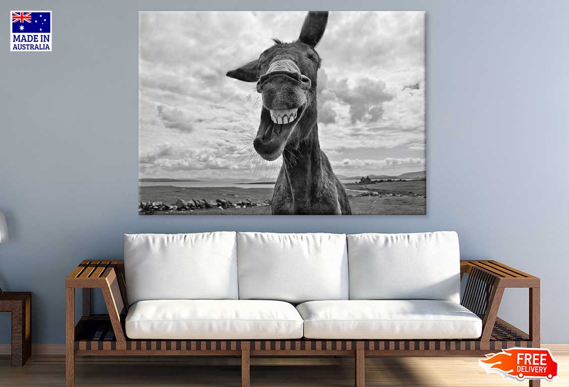 Donkey Face Closeup B&W View Photograph Print 100% Australian Made