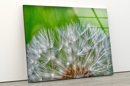 Dandelion Flowers Closeup Photograph Acrylic Glass Print Tempered Glass Wall Art 100% Made in Australia Ready to Hang