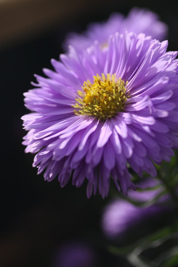 Purple Aster Flower Closeup Photograph Print 100% Australian Made