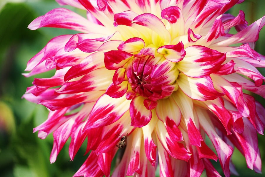 White Pink Dahlia Flowers Closeup Photograph Print 100% Australian Made
