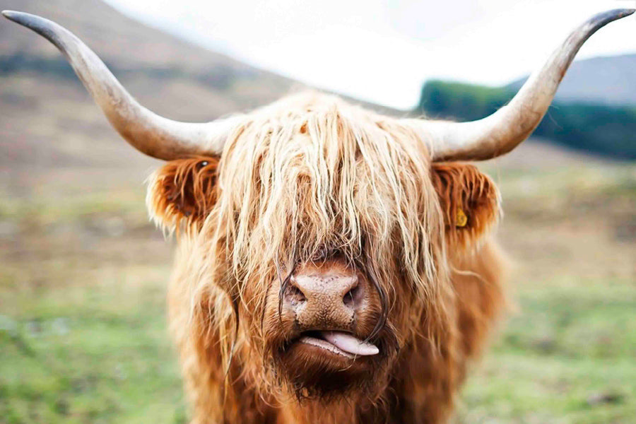 Bella Home Highland Cow Face Closeup Print Canvas Ready to hang