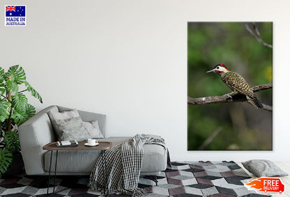 Picinae Bird on Tree Branch View Photograph Print 100% Australian Made